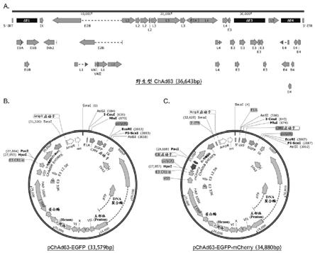 一种基于黑猩猩ChAd63型腺病毒的表达载体及其构建方法与流程