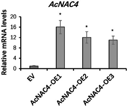 猕猴桃转录因子AcNAC4及其在果实酯类芳香物质合成中的应用