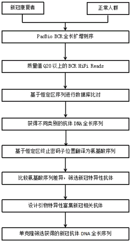 全人源的新冠IgG1单链抗体及其应用的制作方法