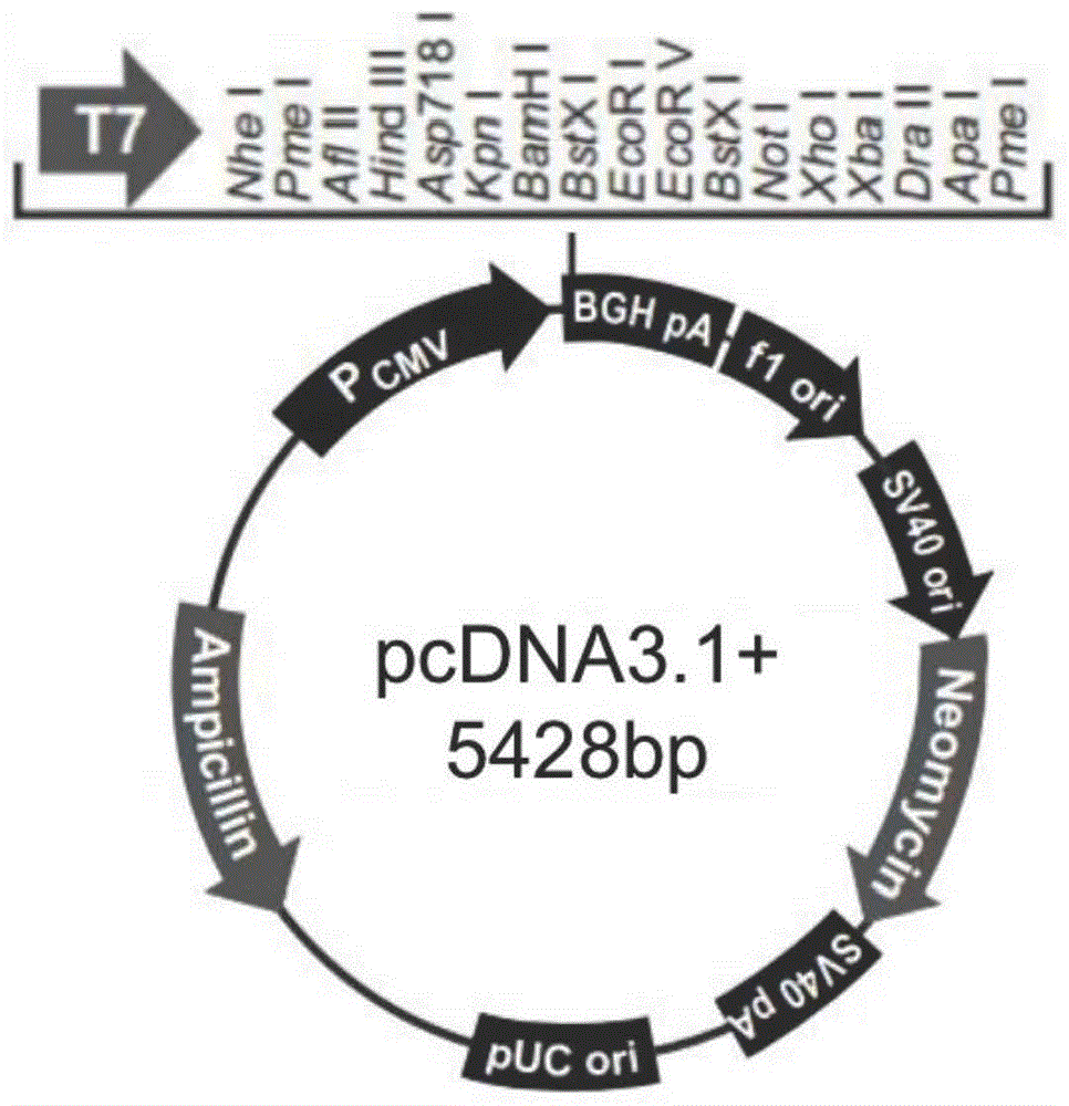 CRMP2及抗CRMP2抗体的应用