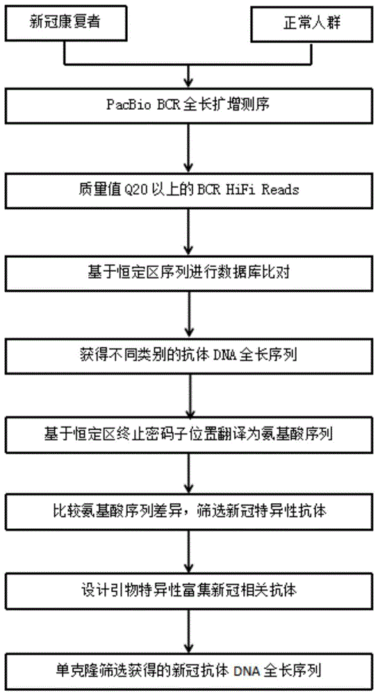 全人源的新冠IgK单链抗体及其应用的制作方法