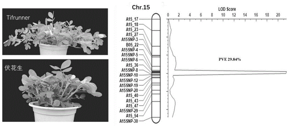 一种与花生分枝角度紧密连锁的分子标记AhyBA1及其应用
