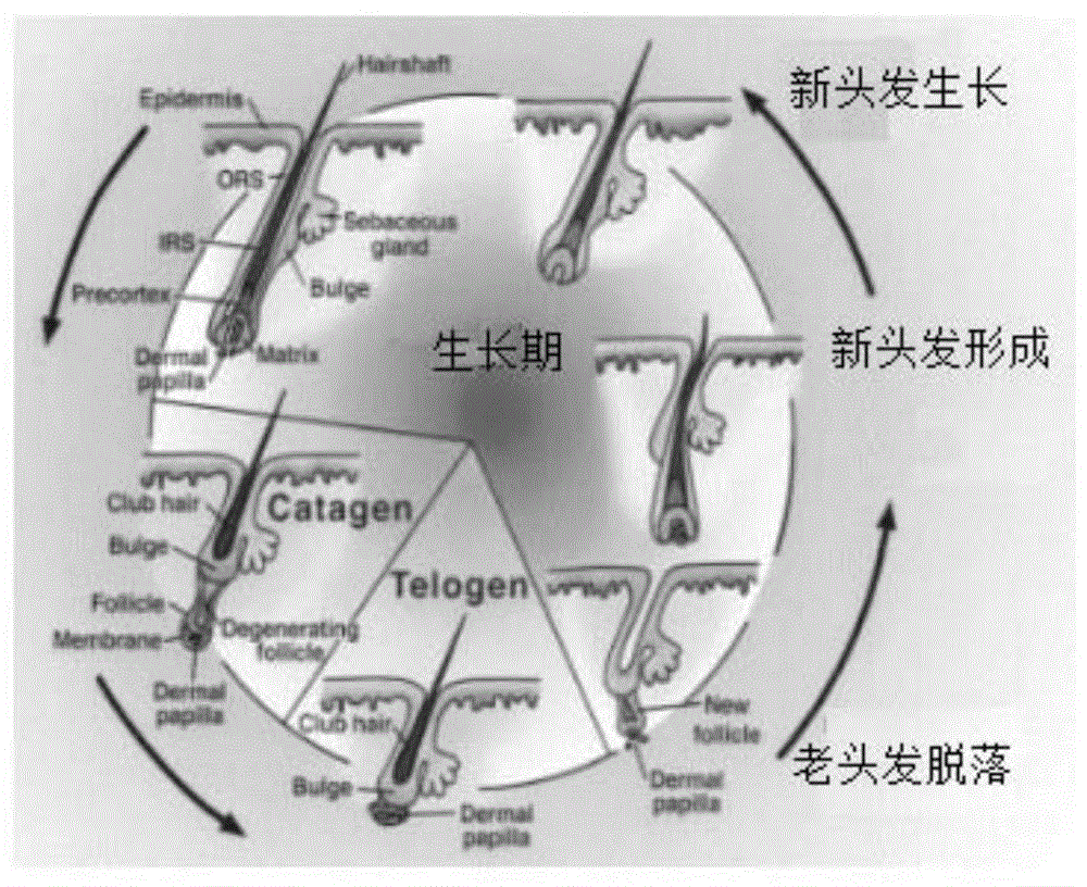 水解酵母蛋白与菊苣根提取物联合在制备生发和育发产品中的用途的制作方法