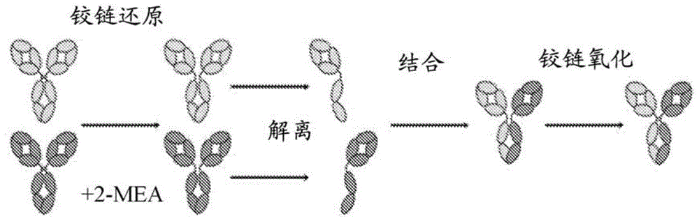 产生异源二聚体抗体的方法与流程
