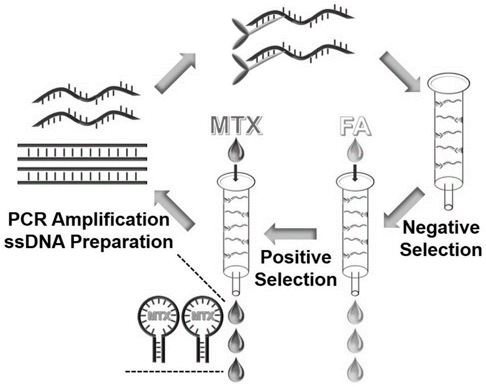 一种甲氨蝶呤的核酸适配体、核酸适配体衍生物及其应用