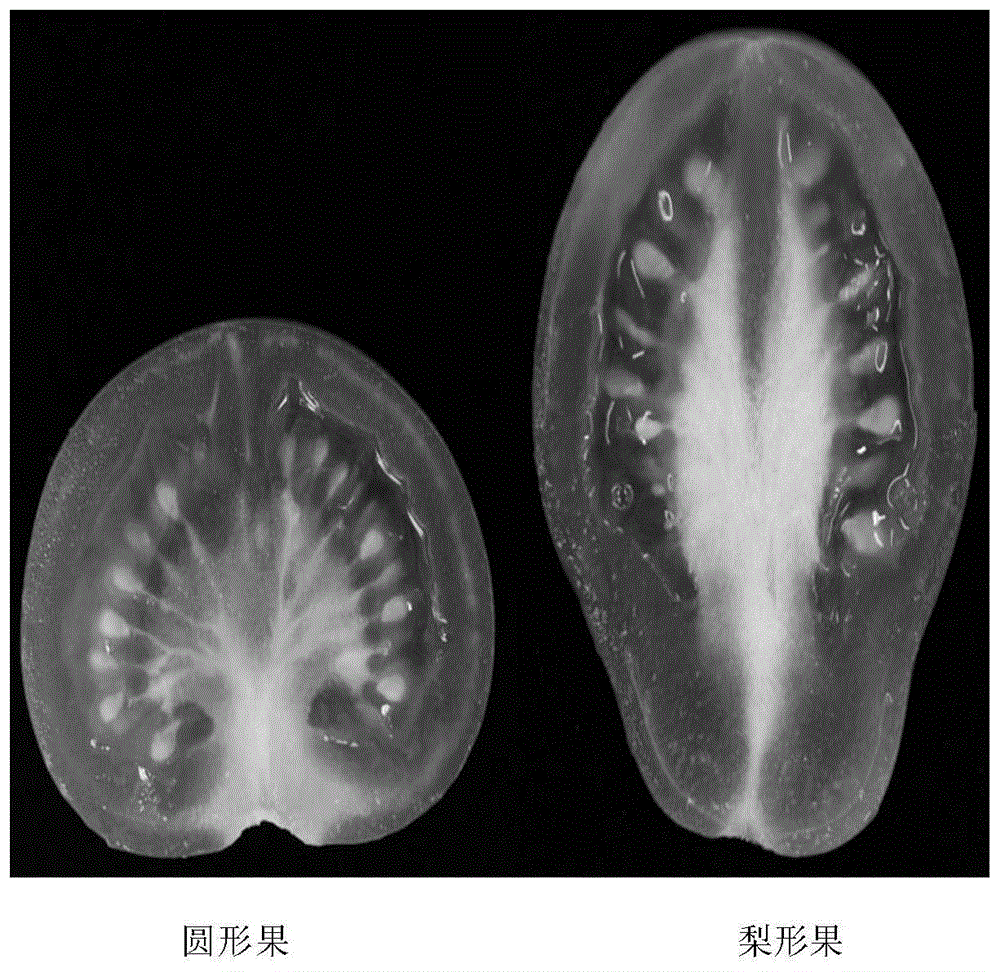 一种梨形番茄材料的制备方法
