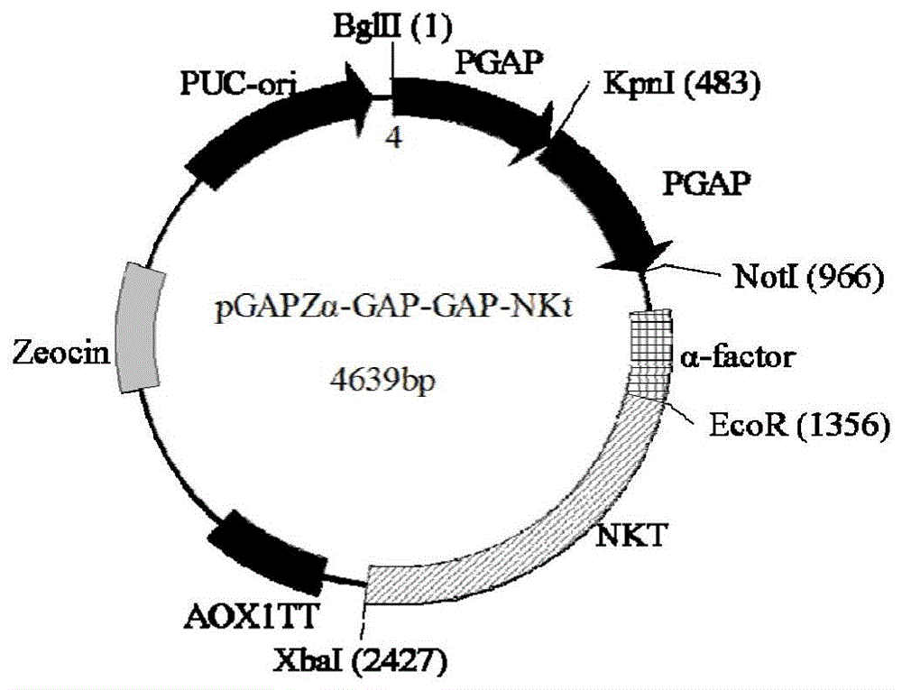 一株纳豆激酶真核高效表达双启动子系统重组基因工程菌及其构建方法和应用