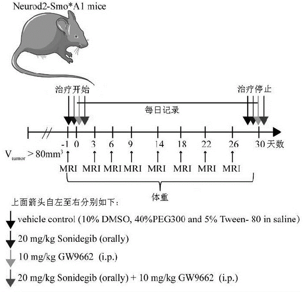 PPARG拮抗剂在肿瘤治疗药物中的应用