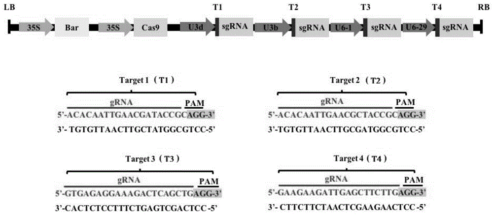 一种crispr/cas9特异性敲除大豆soc1基因的方法及其应用