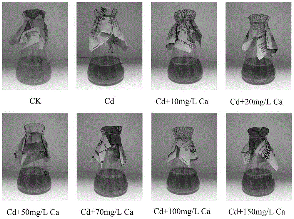 氯化钙在增强真菌土壤降镉能力中的应用及方法