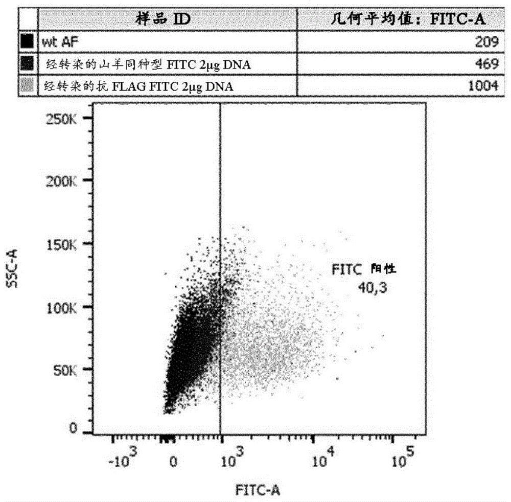 抗兔CD19抗体及其使用方法与流程