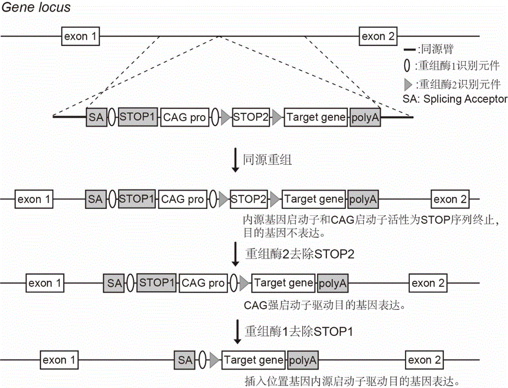 一种可实现靶基因两种剂量表达的基因修饰模型构建方法与流程