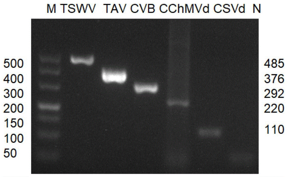 多重RT-PCR同时检测菊花中3种病毒和2种类病毒的方法与流程
