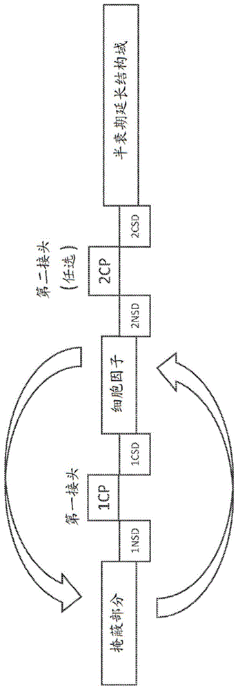 掩蔽型细胞因子多肽的制作方法