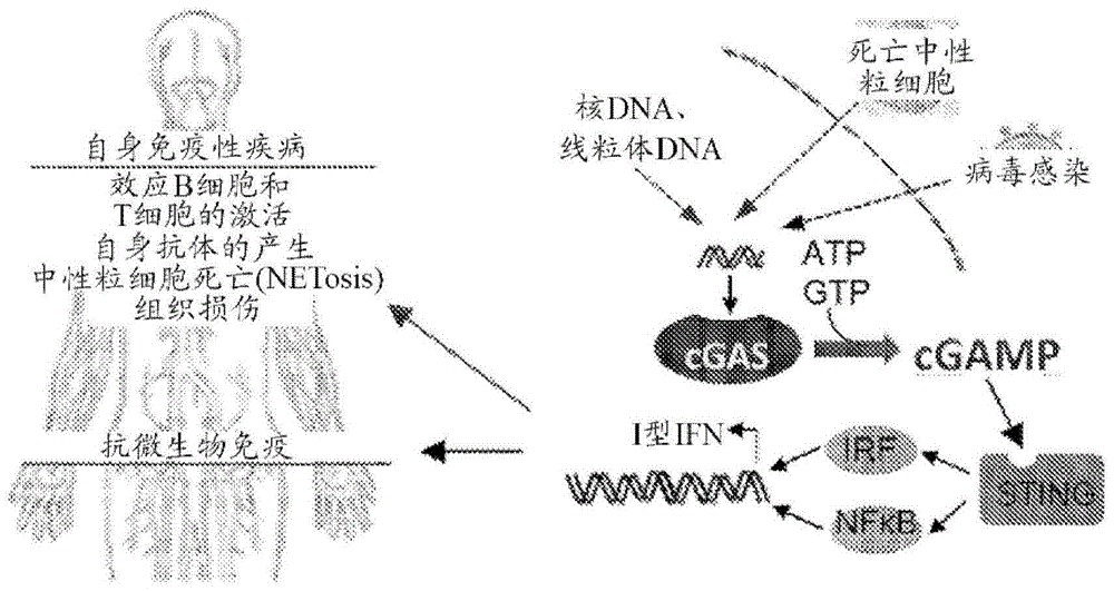 作为治疗剂的cGAS活性的抑制剂的制作方法