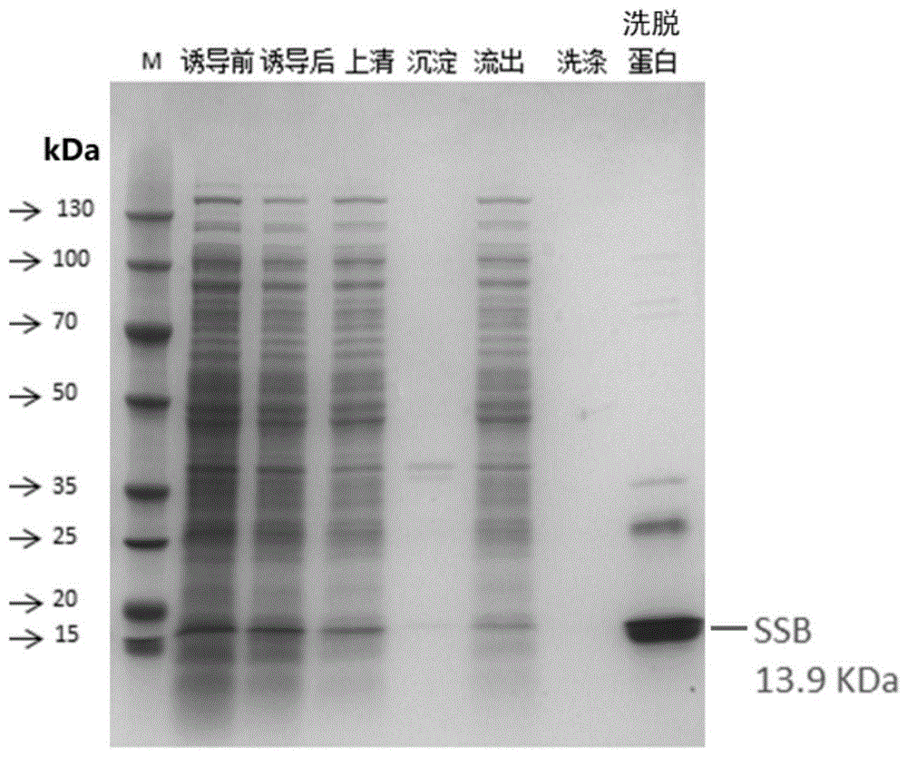 一种深海古菌单链DNA结合蛋白SSB及其制备方法和应用