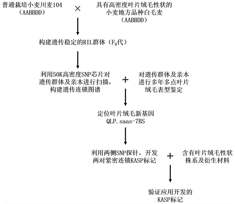 一种鉴定小麦叶片绒毛基因的分子标记、引物组和应用