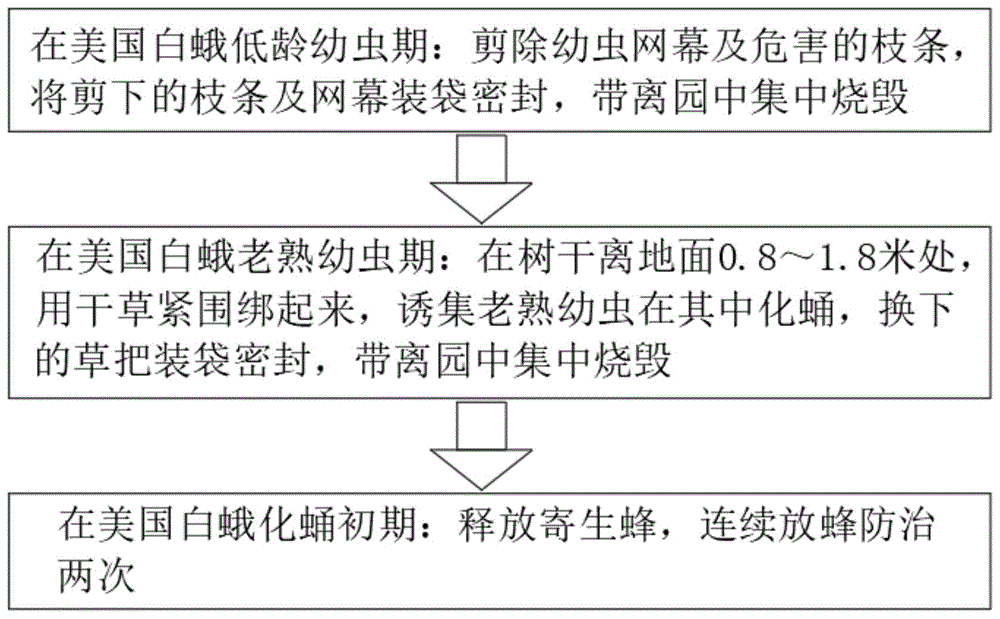 一种美国白蛾生物防治方法与流程