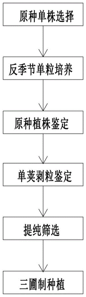 一种小豆地方品种快速提纯复壮的方法与流程