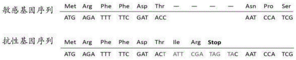 草地贪夜蛾对苏云金芽孢杆菌Bt Cry1F毒素抗性基因的分子检测方法