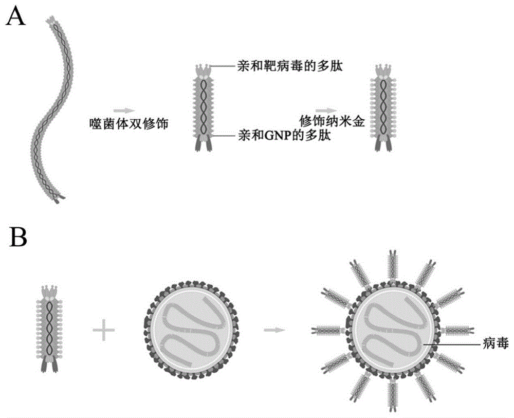 M13噬菌体纳米探针及其制备方法