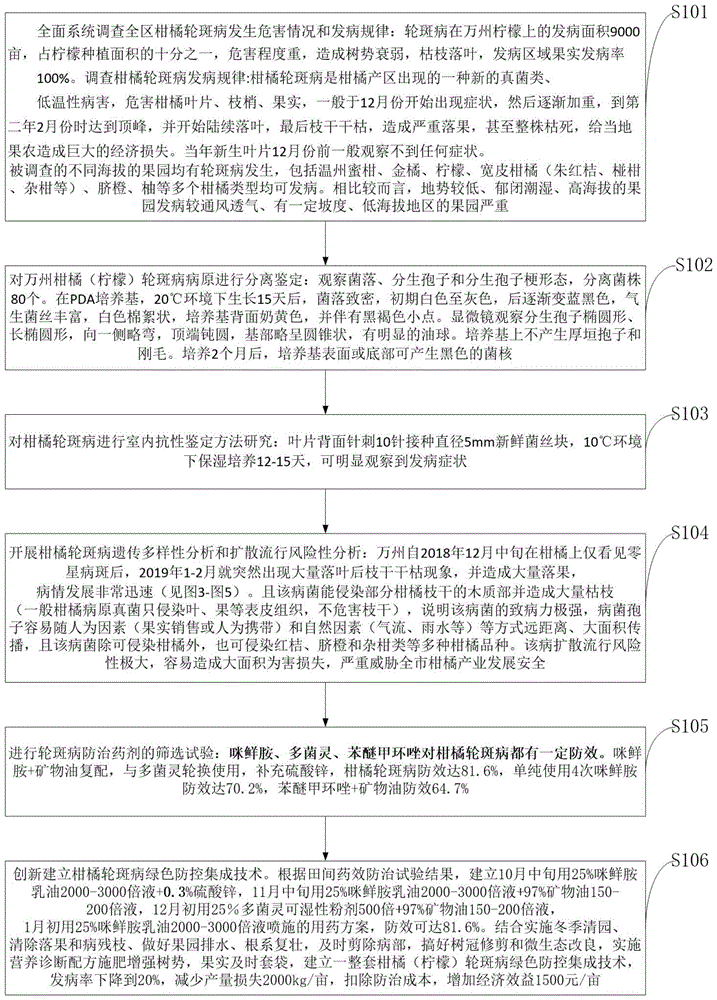 一种柑橘轮斑病快速抗性鉴定方法