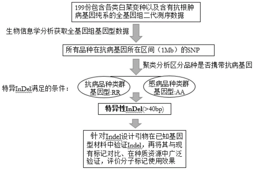 一种十字花科植物抗根肿病基因CRb鉴定的InDel分子标记引物及应用