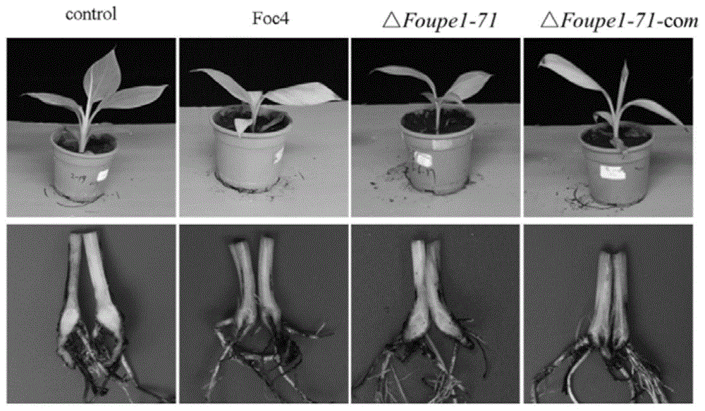 蛋白FoUPE1在调控香蕉枯萎病菌致病力中的应用