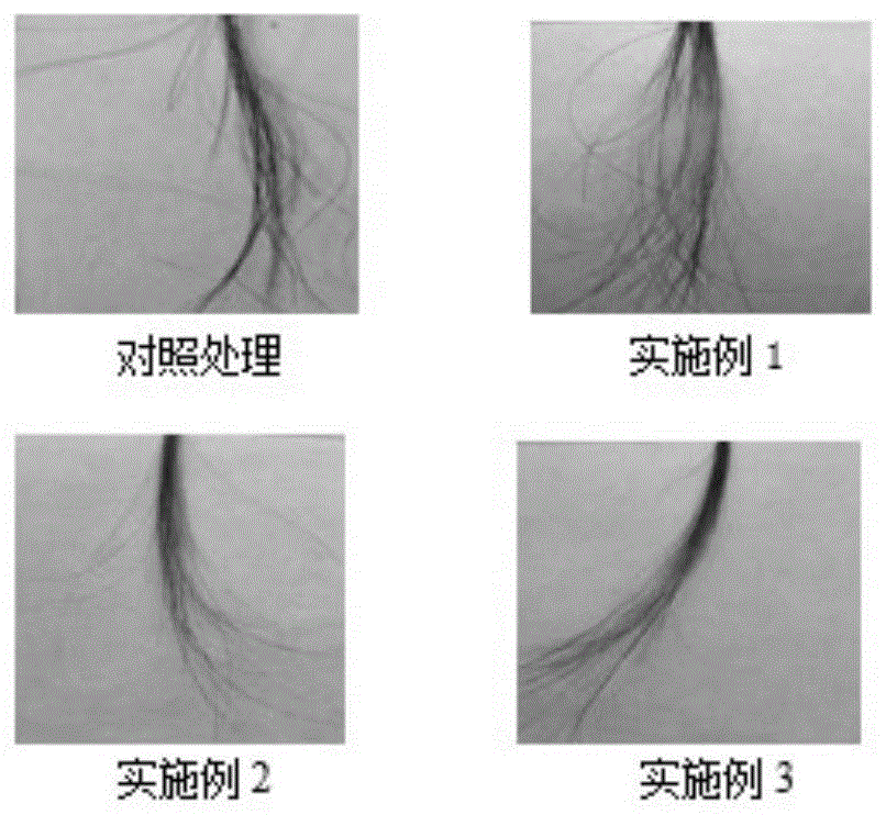 一种含生物发酵制备的黑色素前体物的染发产品的制备方法与应用与流程