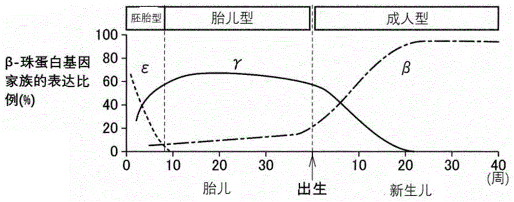 包含胚胎型成红细胞的细胞群体及其制备方法、细胞培养组合物以及化合物试验方法与流程