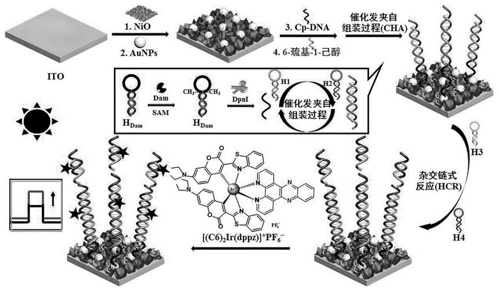 一种环金属铱配合物敏化NiO阴极光电化学生物传感器的制备方法