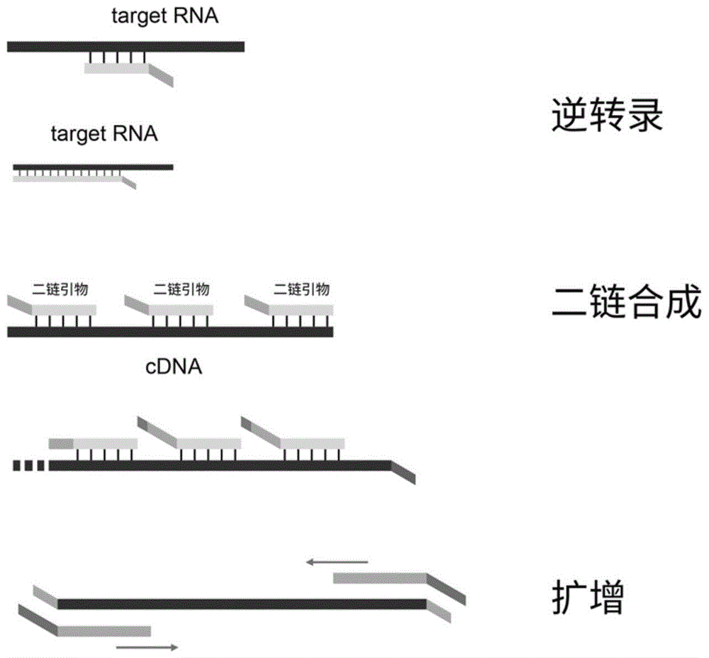 一种RNA文库的构建方法及试剂盒与流程