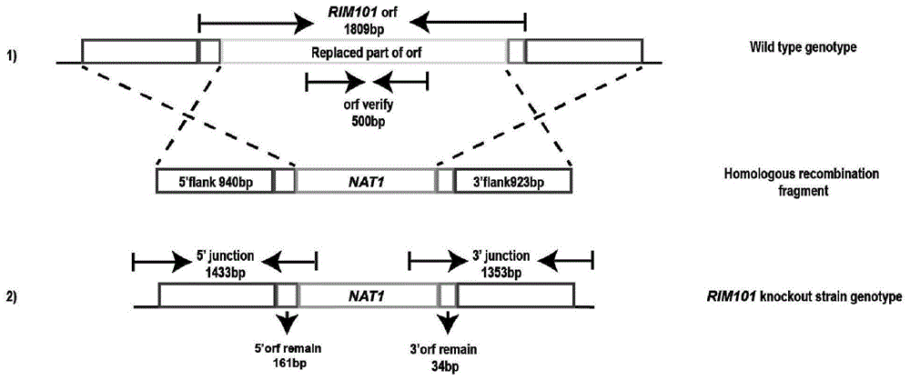 一种基于同源重组原理对耳道念珠菌进行基因敲除以及敲除株回补的方法
