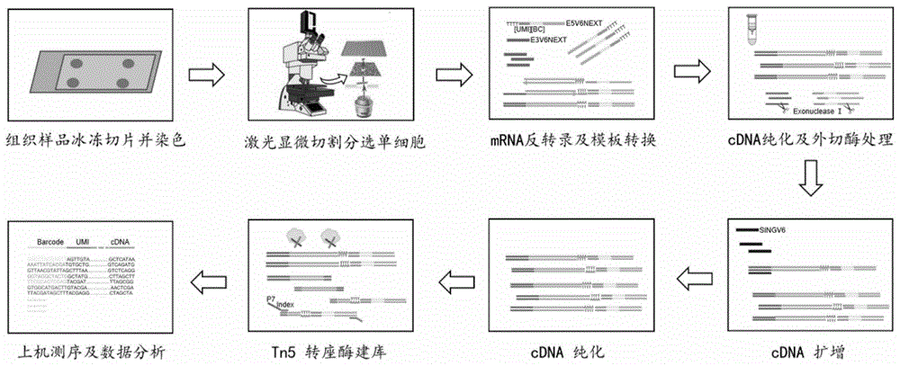 一种新型组织单细胞空间转录组技术