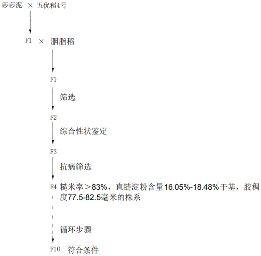 一种五彩稻胭脂黑稻的育种方法与流程