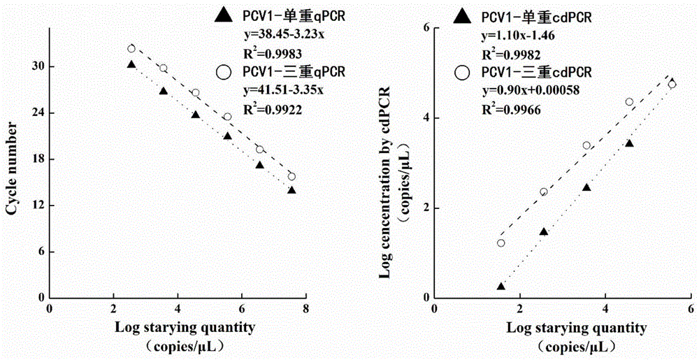 三重数字微滴PCR检测猪圆环病毒的方法、引物、探针和试剂盒与流程