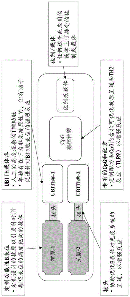 用于合成肽免疫原作为免疫刺激剂的人工混杂T辅助细胞表位的制作方法