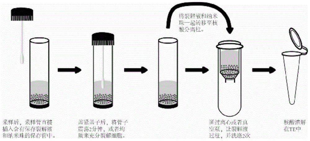 一种保存裂解液及基于其的样本核酸快速提取方法与流程