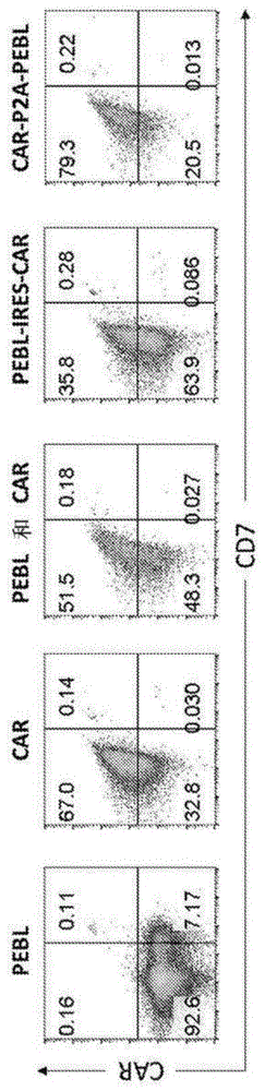 用于生成CAR-T细胞的两类基因载体及其用途的制作方法