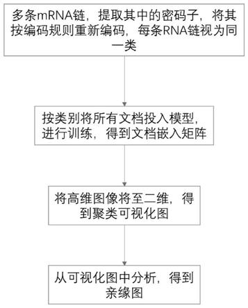 一种基于mRNA碱基的生物亲缘识别方法和系统