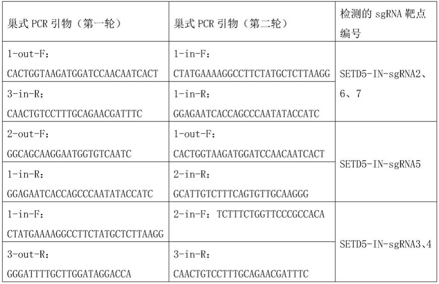 山羊友好位点SETD5-IN和特异靶向该位点的sgRNA及其编码DNA和应用