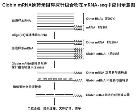 阻碍GlobinmRNA逆转录的探针组合物及其应用的制作方法