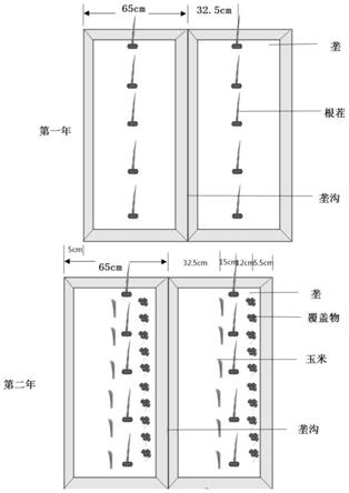 一种留根茬的玉米与覆盖作物的栽培方法