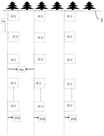 华北落叶松林缘更新调查方法