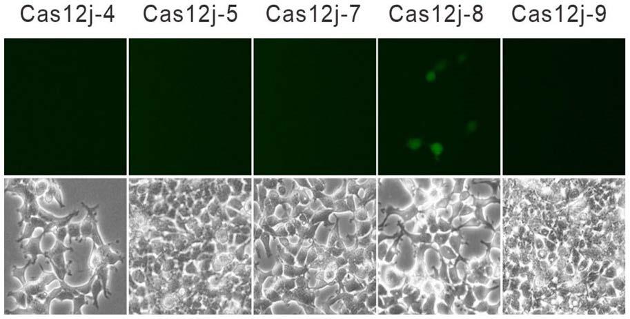 Cas12蛋白、含有Cas12蛋白的基因编辑系统及应用