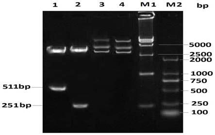 表达牛疱疹病毒Ⅰ型gB基因的重组牛结节疹病毒及其应用的制作方法