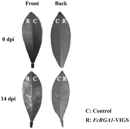 一种与柑橘属植物抗病相关的FcRGA1基因、引物对、沉默载体和应用