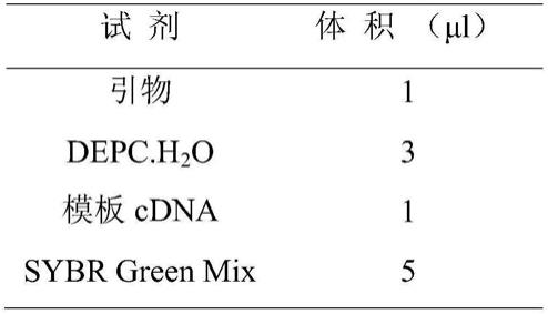 一种调控水稻粒型和千粒重的蛋白GSW8及其编码基因和应用