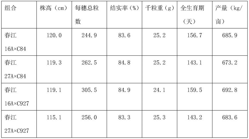 短生育期粳不籼恢亚种间杂交稻的选育方法与流程