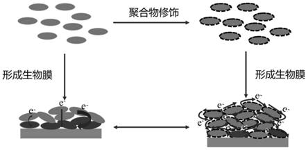 一种提高微生物燃料电池产电性能的方法